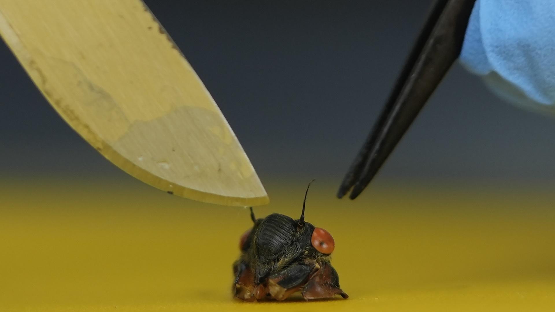 Collecting Sex-Crazed Zombie Cicadas on Speed: Scientists Track a